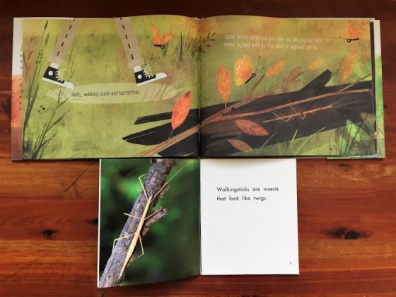 We chose an informational text about walking sticks, a type of insect we found interesting in an illustration from Goodbye Summer, Hello Autumn.